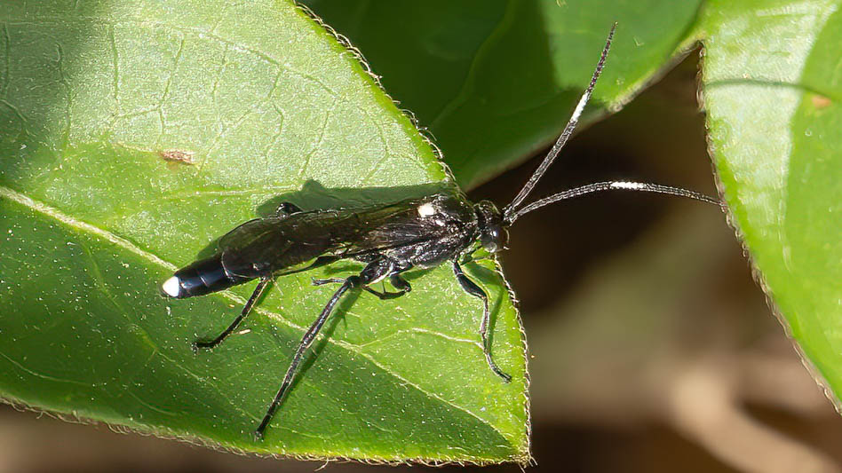 Vulgichneumon brevicinctor.jpg